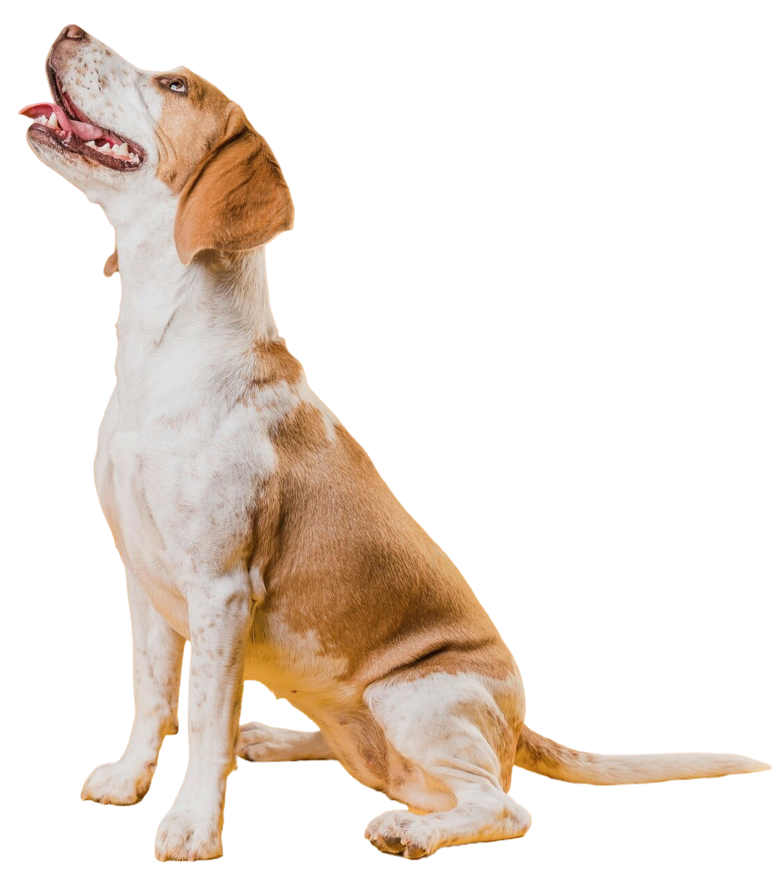 Cachorro